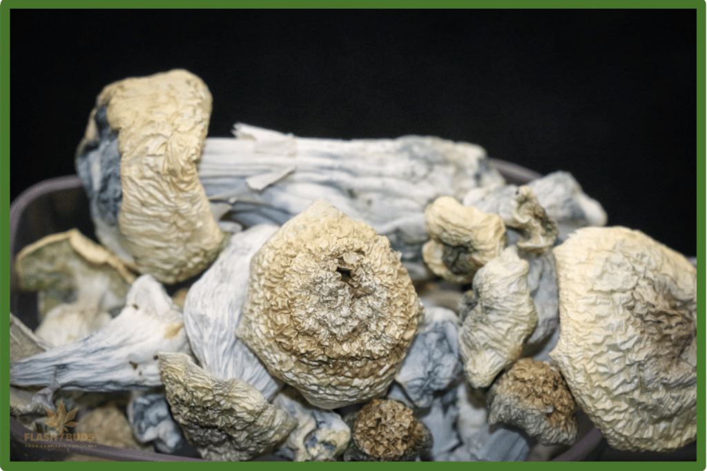 Dreid Albino Goodies mushroom | Best Mushroom Strain For Sale Online Sydney