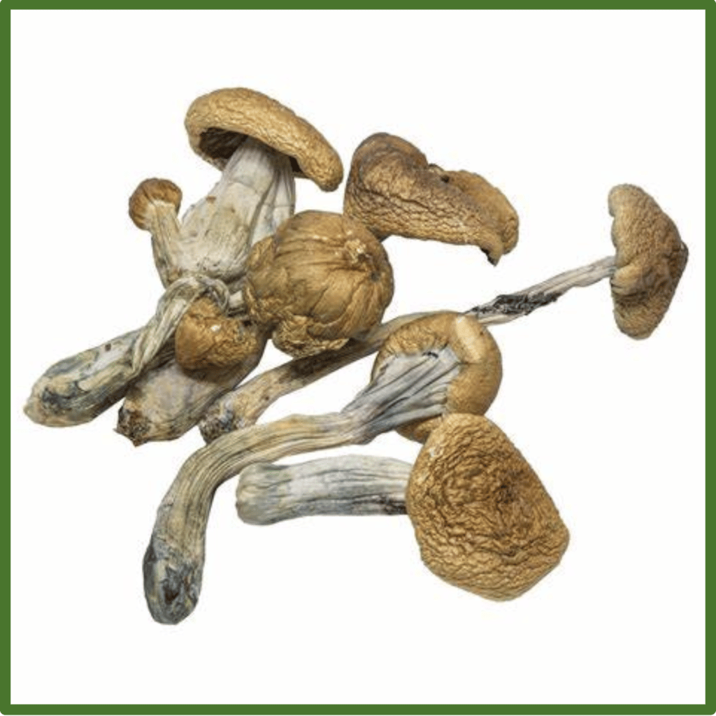 Dried B+ Cubensis Mushroom