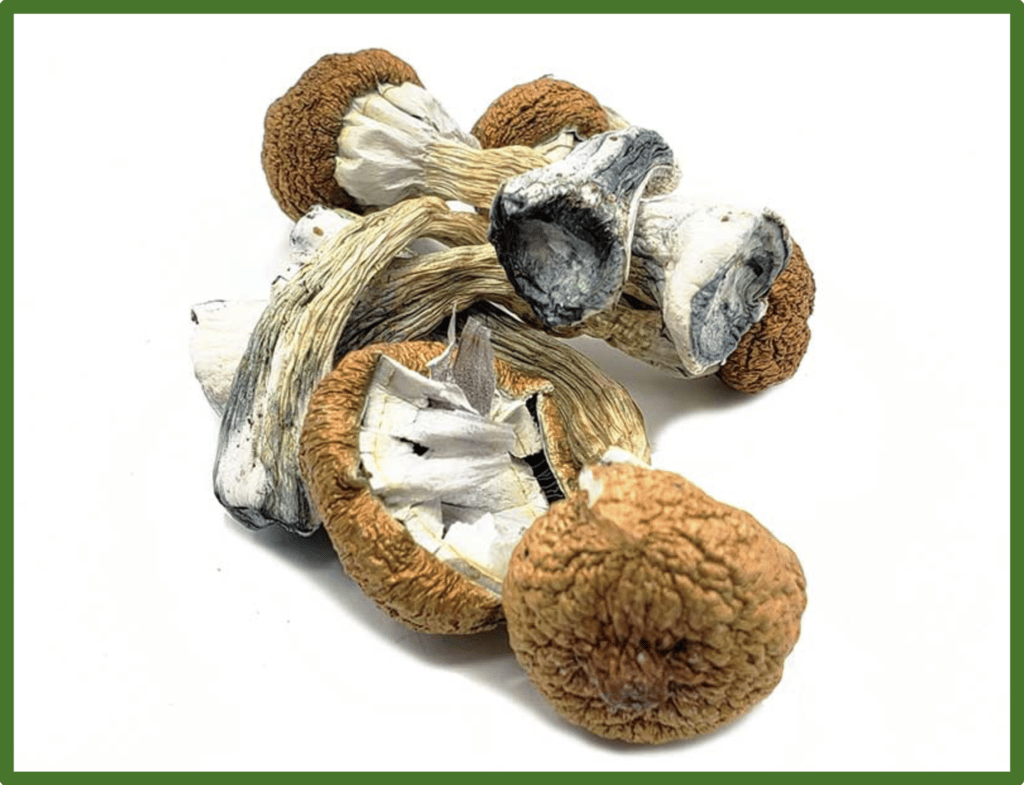 Dried Blue Meanies Mushroom Best Mushroom Strain For Sale Online Sydney