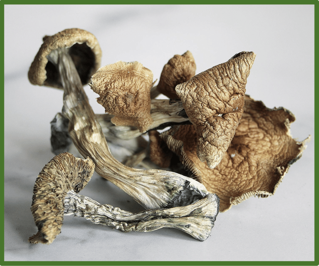Dried golden teacher mushroom | Best Mushroom Strain For Sale Online Sydney