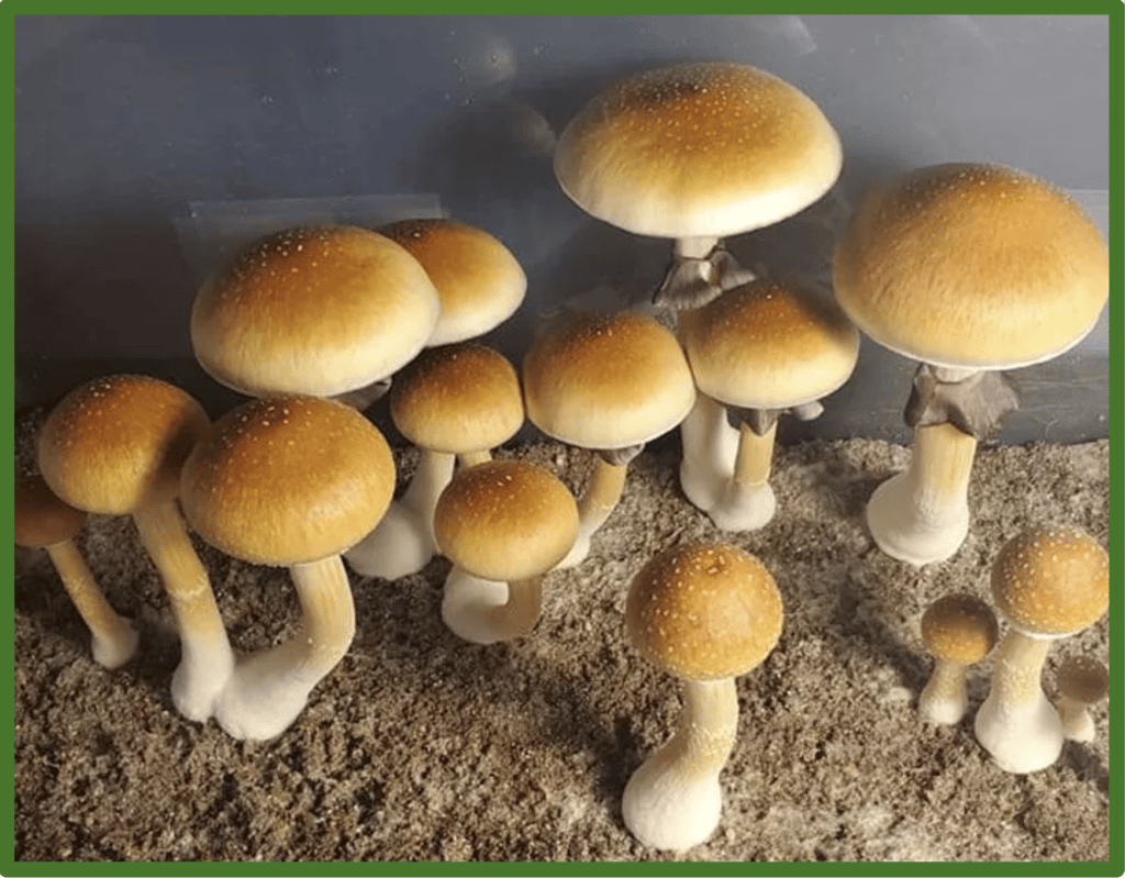 Fresh golden teacher mushroom | Best Mushroom Strain For Sale Online Sydney