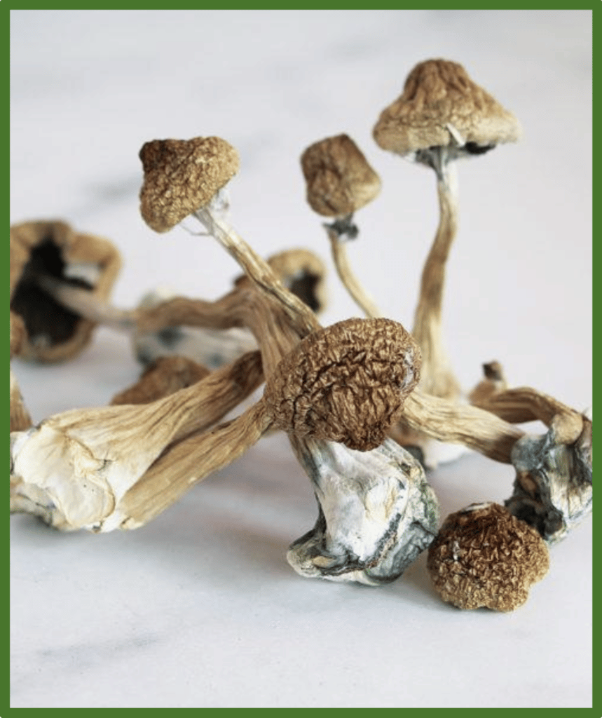 Psilocybe cubensis mushroom | Best Mushroom Strain For Sale Online Sydney