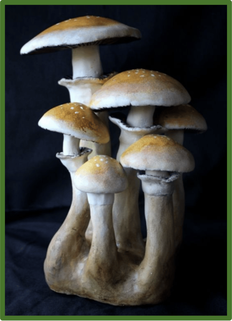 Fresh Psilocybe cubensis mushroom | Best Mushroom Strain For Sale Online Sydney