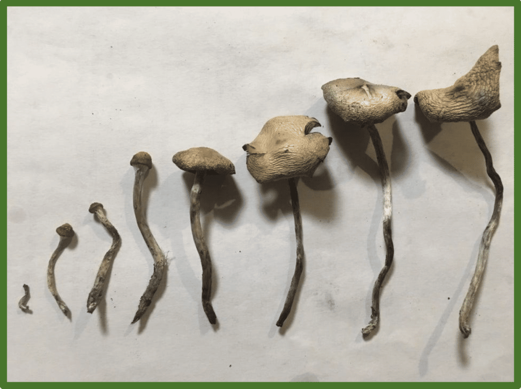 Dried Wavy Cap Mushroom | Best Mushroom Strain For Sale Online Sydney