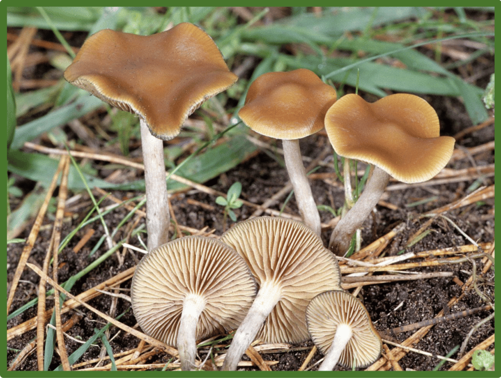 Fruiting Wavy Cap Mushroom | Best Mushroom Strain For Sale Online Sydney