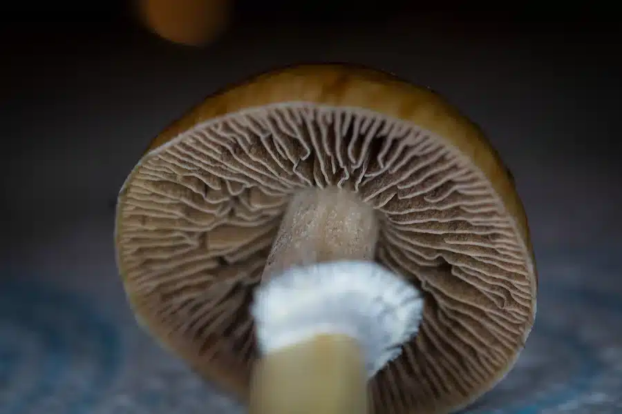 Is it legal to grow psychedelic mushrooms