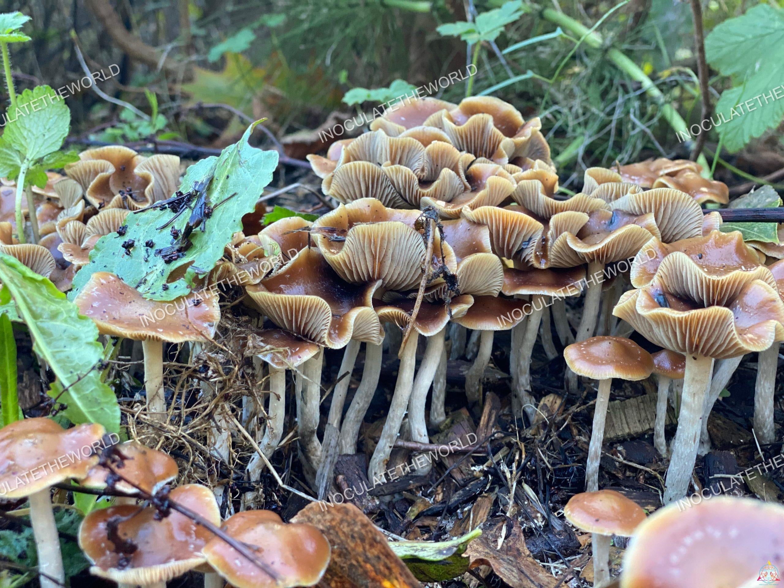 Psilocybin Cyanescens Mushrooms