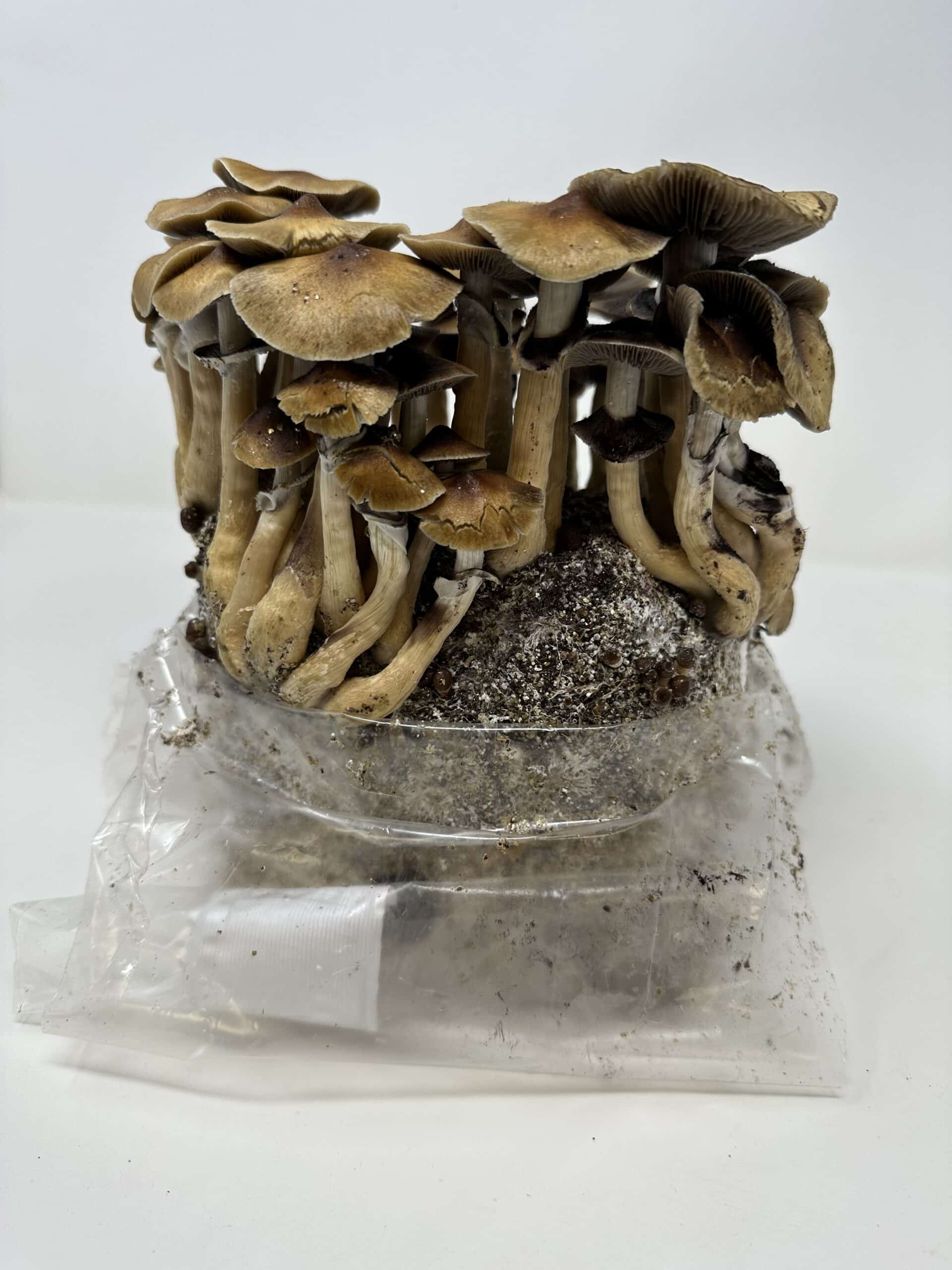 Psychedelic Mushroom Grow Kit